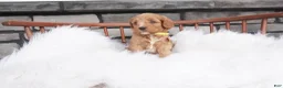 Cavapoo dogs for sale: Jacy  - Ad 5