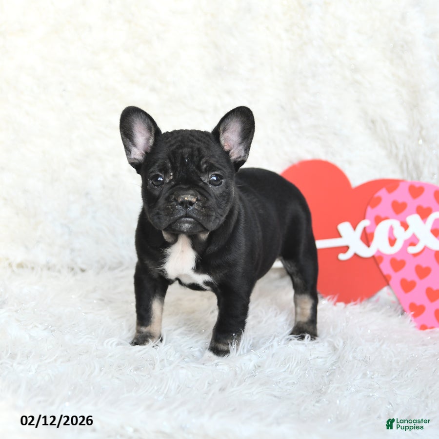 French Bulldog dogs Hailey - Ad 5