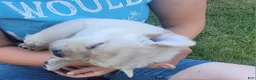 Labrador Retriever dogs for sale: Leo  - Ad 7