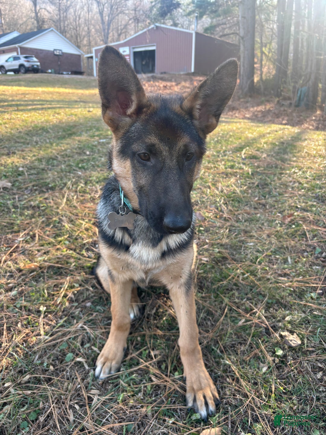 German Shepherd dogs for sale: Ruby  - Ad 4