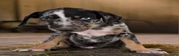 Catahoula Leopard Dog dogs for sale: Gypsie 2026 Male 3 - Ad 10