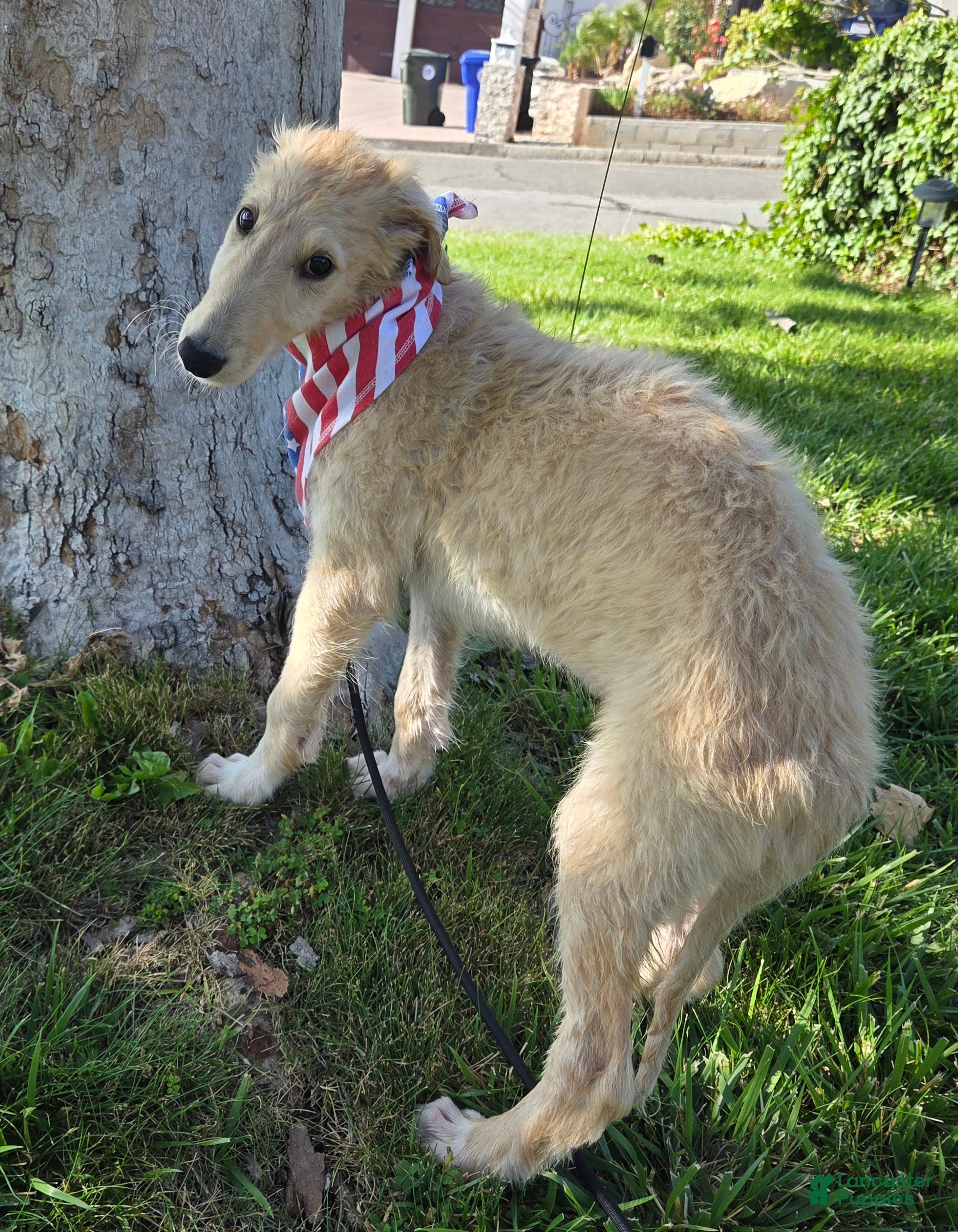 Borzoi dogs Arthur-APRI-Pedigree - Ad 1