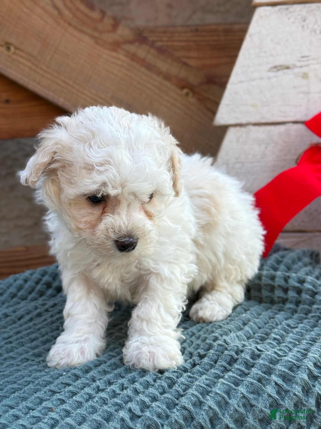 Bichpoo dogs for sale: Amaya - Ad 9