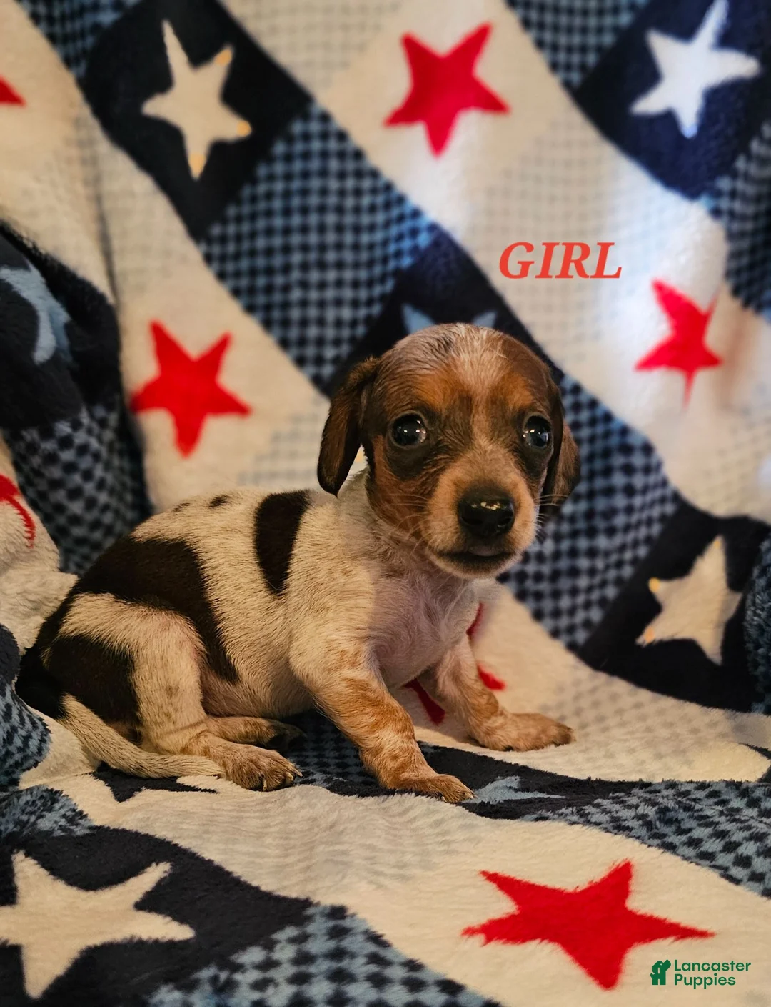Miniature Dachshund dogs for sale: Miniature Dachshund 4 - Ad 1