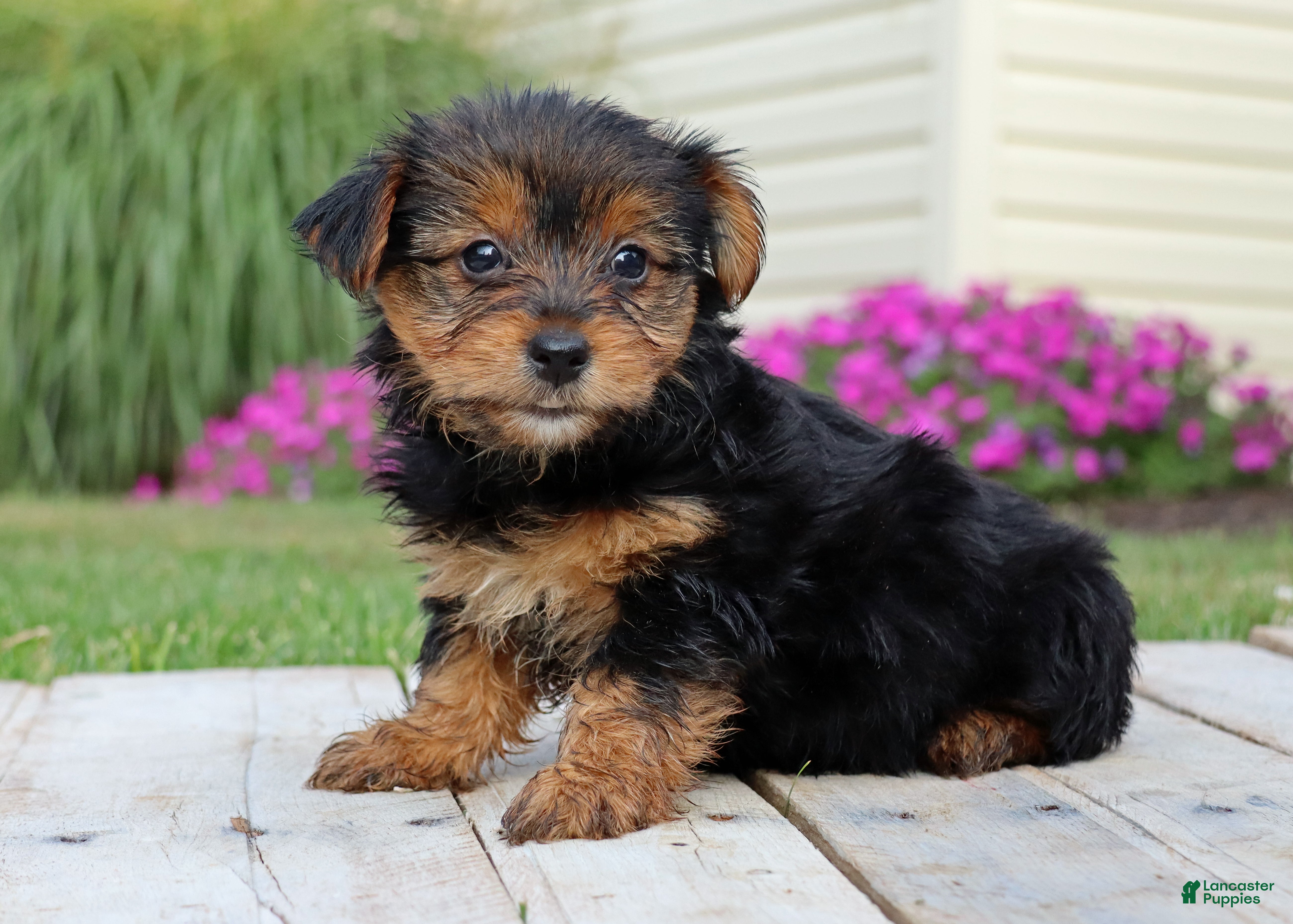 Yorkshire Terrier dogs Coffee  - Ad 2
