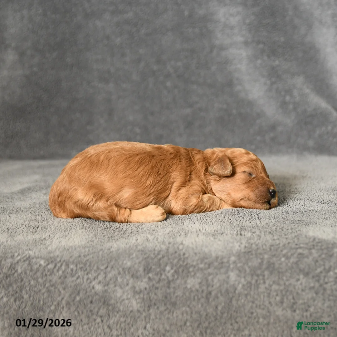 Toy Poodle dogs for sale: Joey - Ad 2