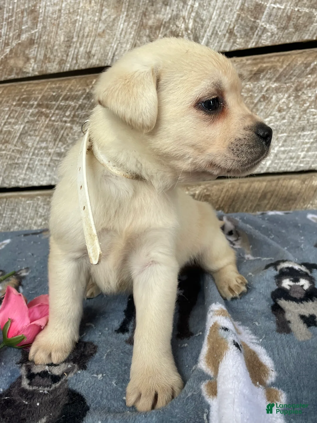 Labrador Retriever dogs for sale: Doc - Ad 2