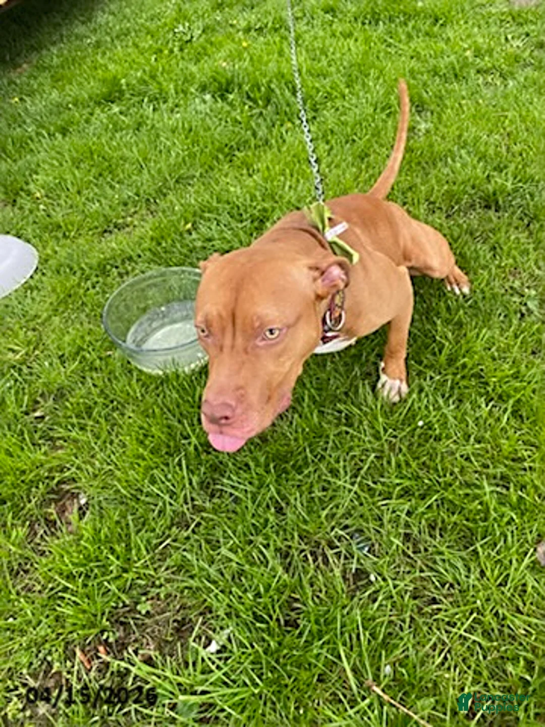 American Pit Bull Terrier dogs for sale: Sara Ann - Ad 7