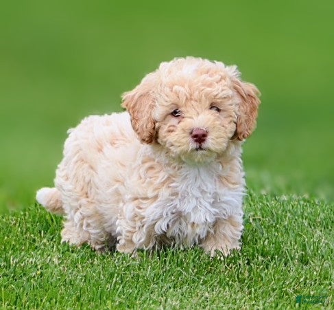 Mixed Breed dogs Cooper- hypoallergenic  - Ad 2