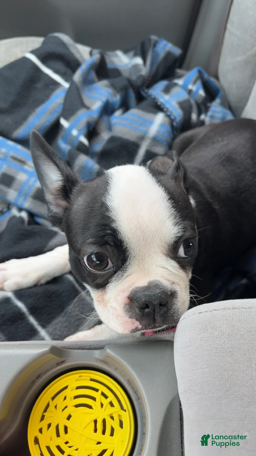 Boston Terrier dogs for sale: Winston - Ad 3