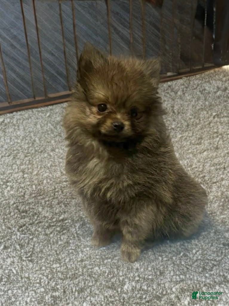 Pomeranian dogs Teacup - Ad 1