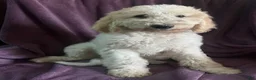 Goldendoodle dogs for sale: Brownie male - Ad 3