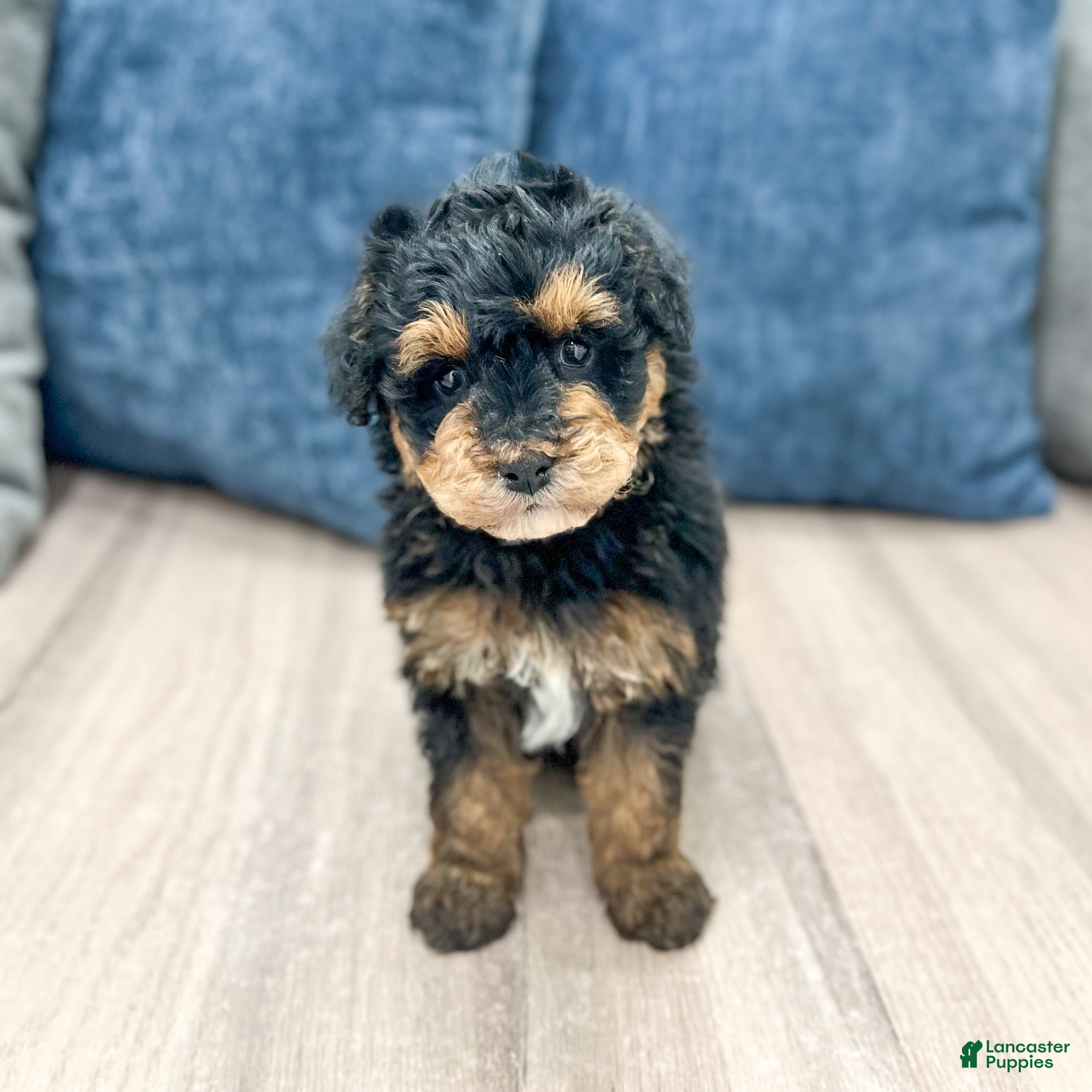 Mini Bernedoodle dogs Champ - Ad 1