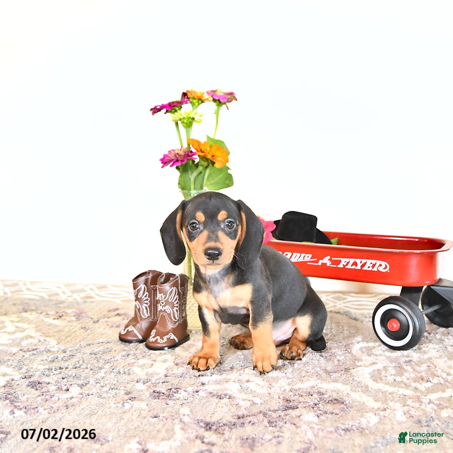 Miniature Dachshund dogs Colten - Ad 1