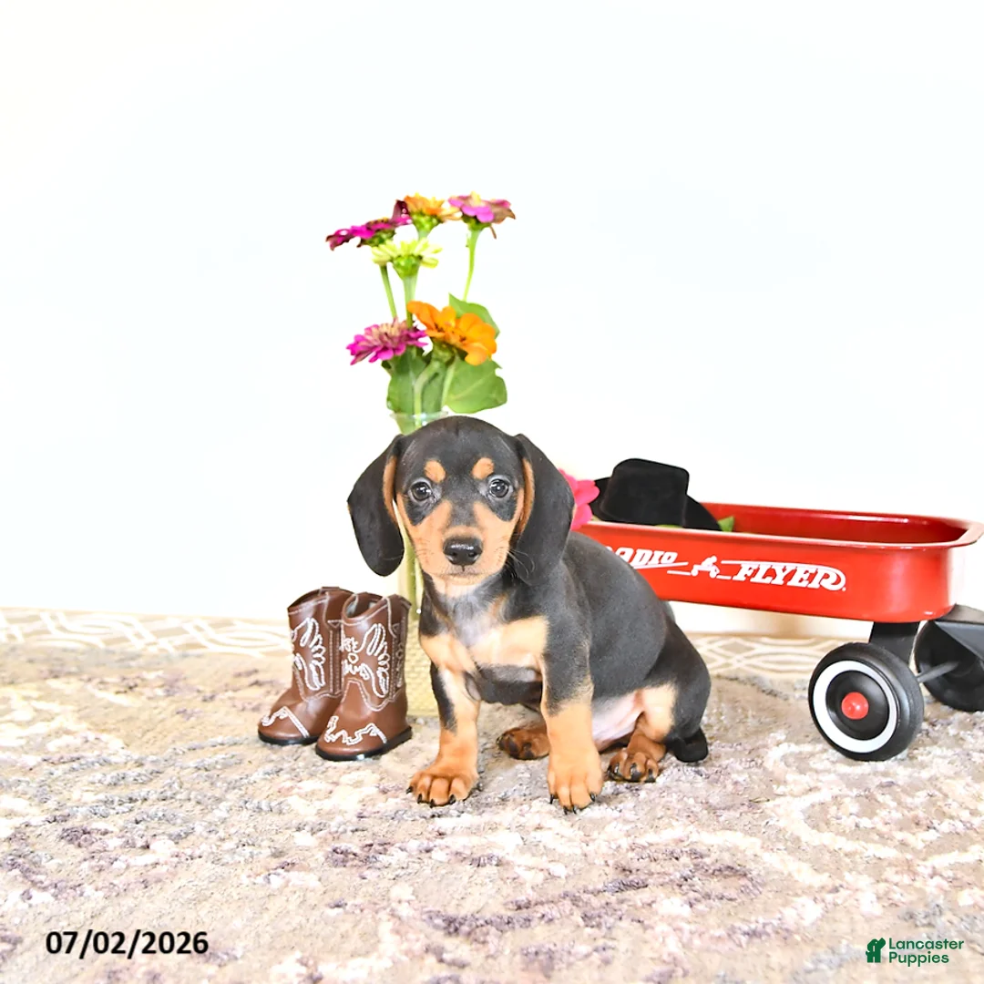 Miniature Dachshund dogs for sale: Colten - Ad 1