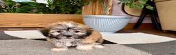 Mixed Breed dogs for sale: Lhasa/Coton male 2 - Ad 10
