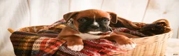 Boxer dogs for sale: Espresso - Ad 3