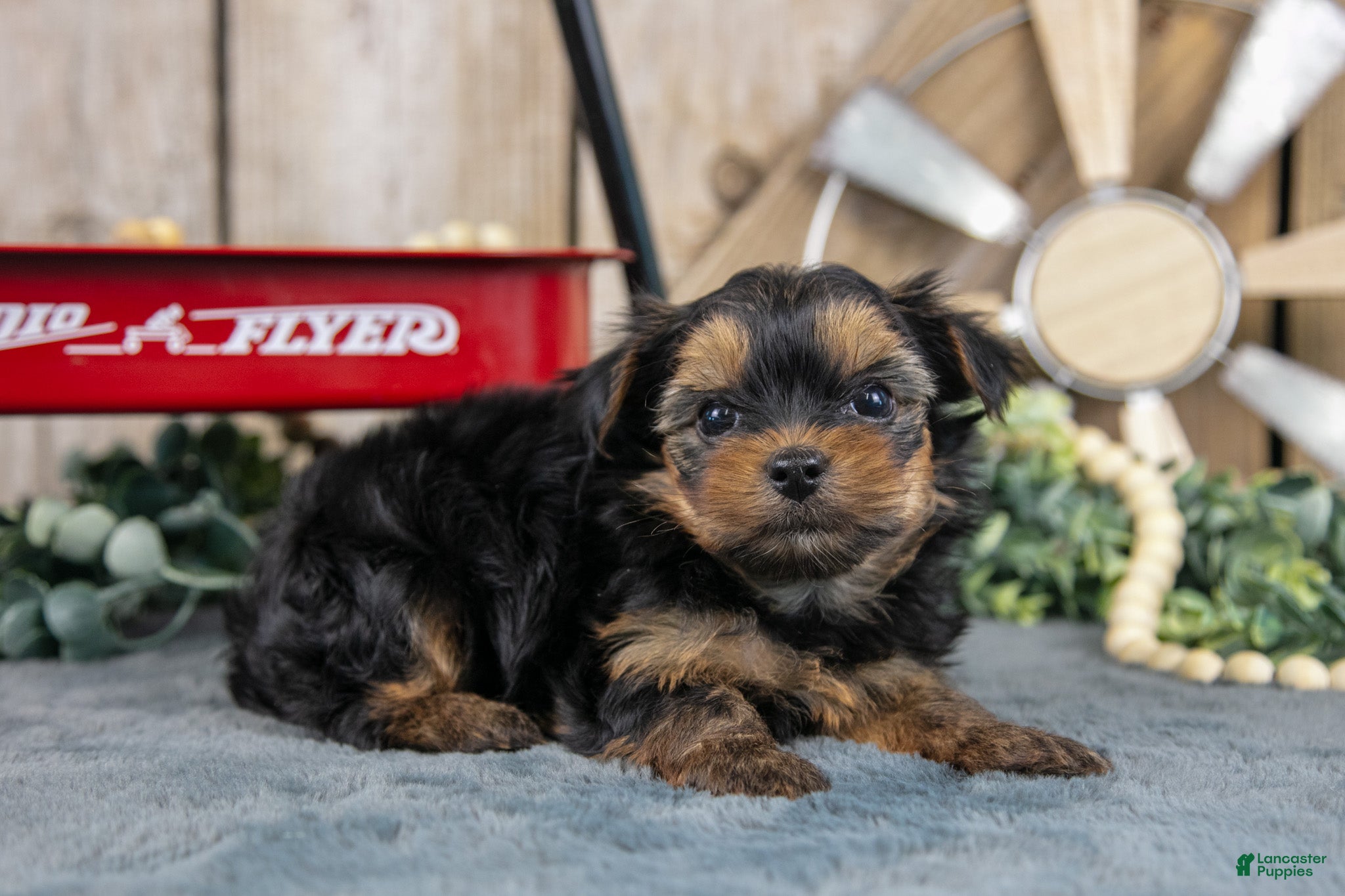 Yorkshire Terrier dogs Harley - Ad 2
