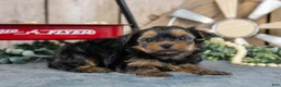 Yorkshire Terrier dogs for sale: Harley - Ad 2