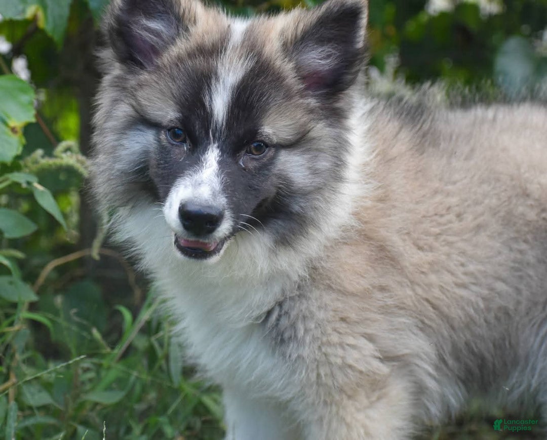 Nenets Herding Laika dogs for sale: Rowan - Ad 8