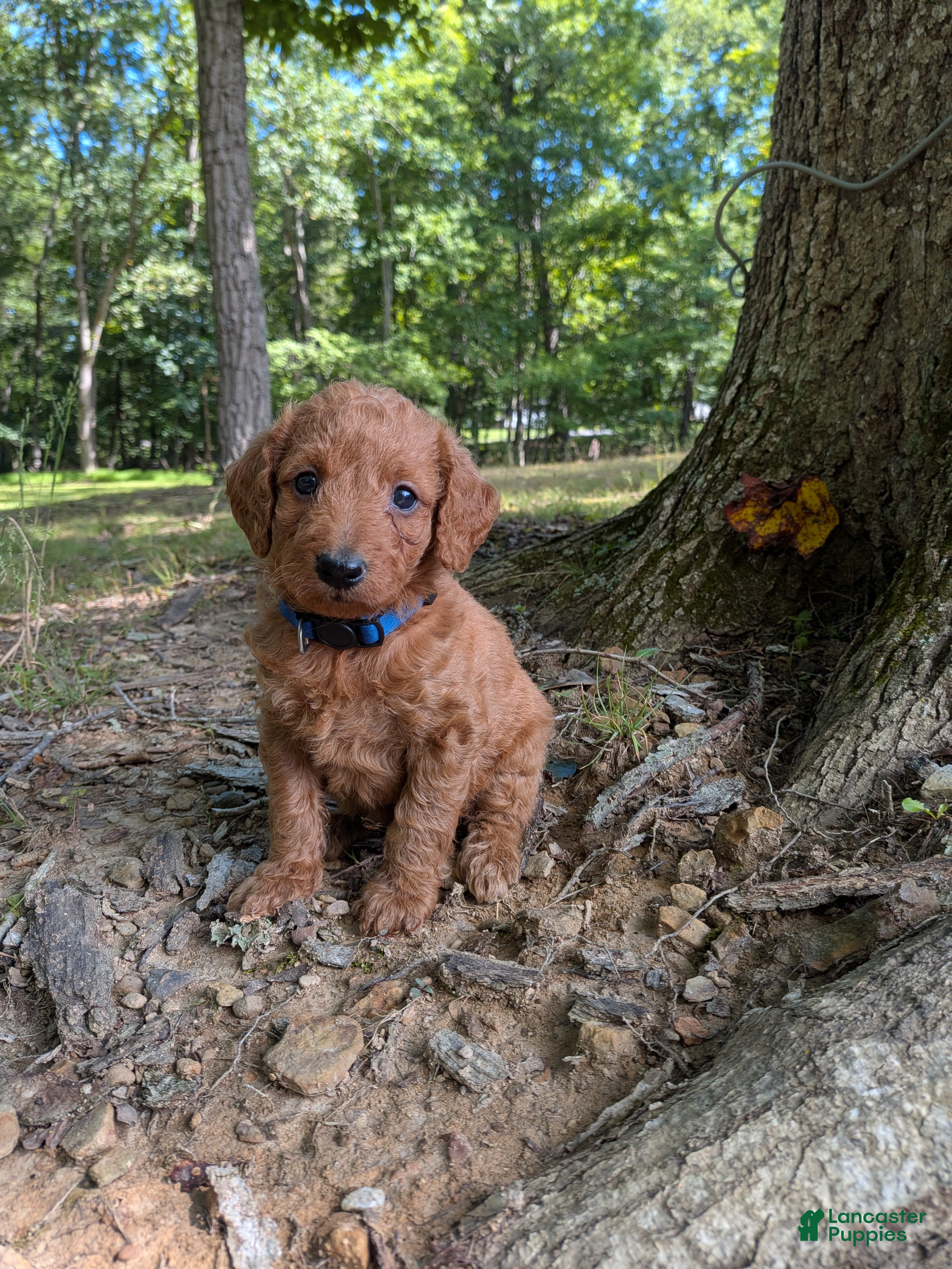 Miniature Labradoodle dogs Scarlett - Ad 1
