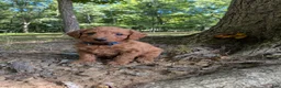 Miniature Labradoodle dogs for sale: Scarlett - Ad 1