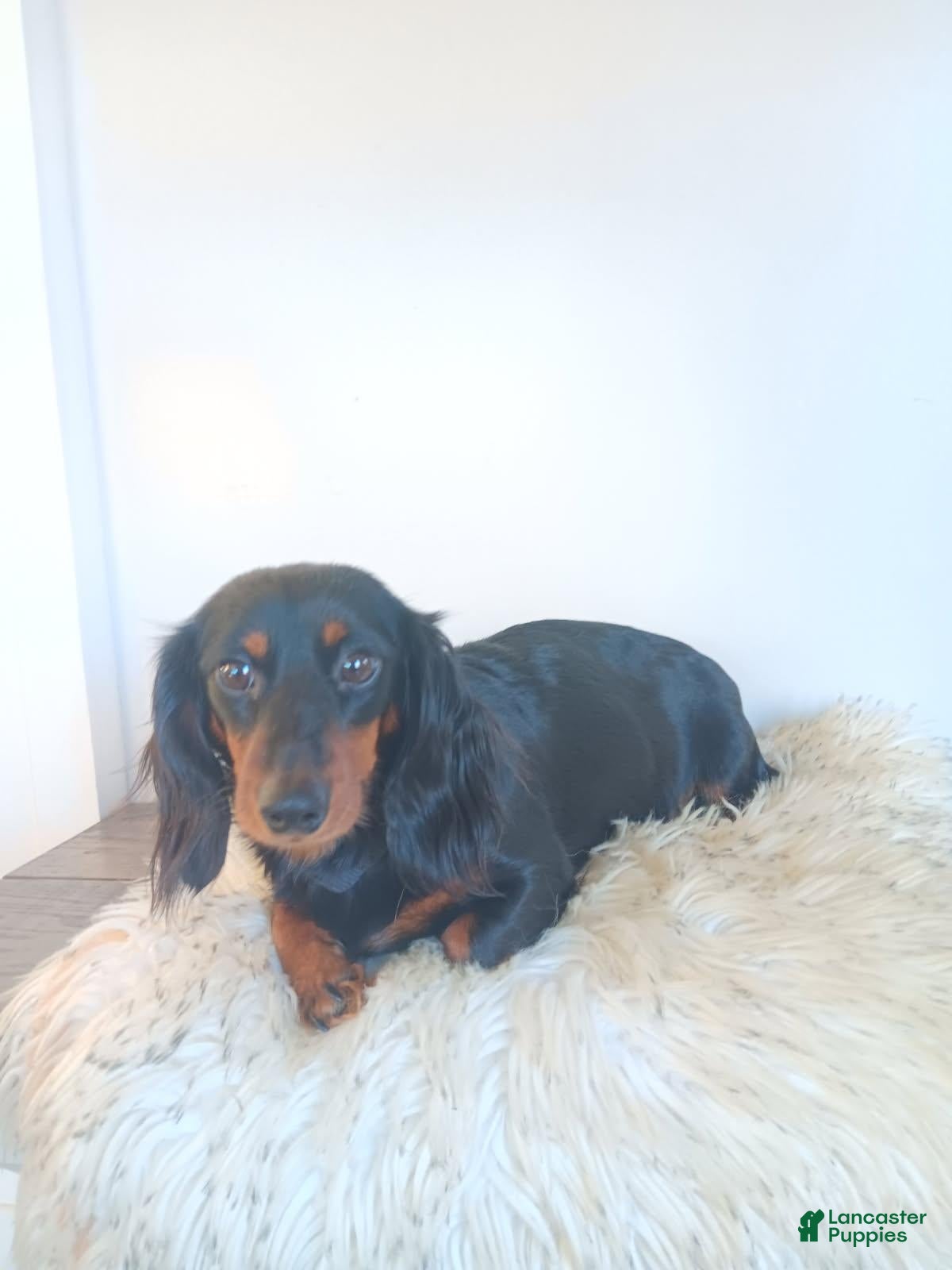 Dachshund dogs Willow - Ad 2