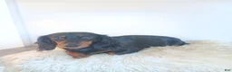 Dachshund dogs for sale: Willow - Ad 2