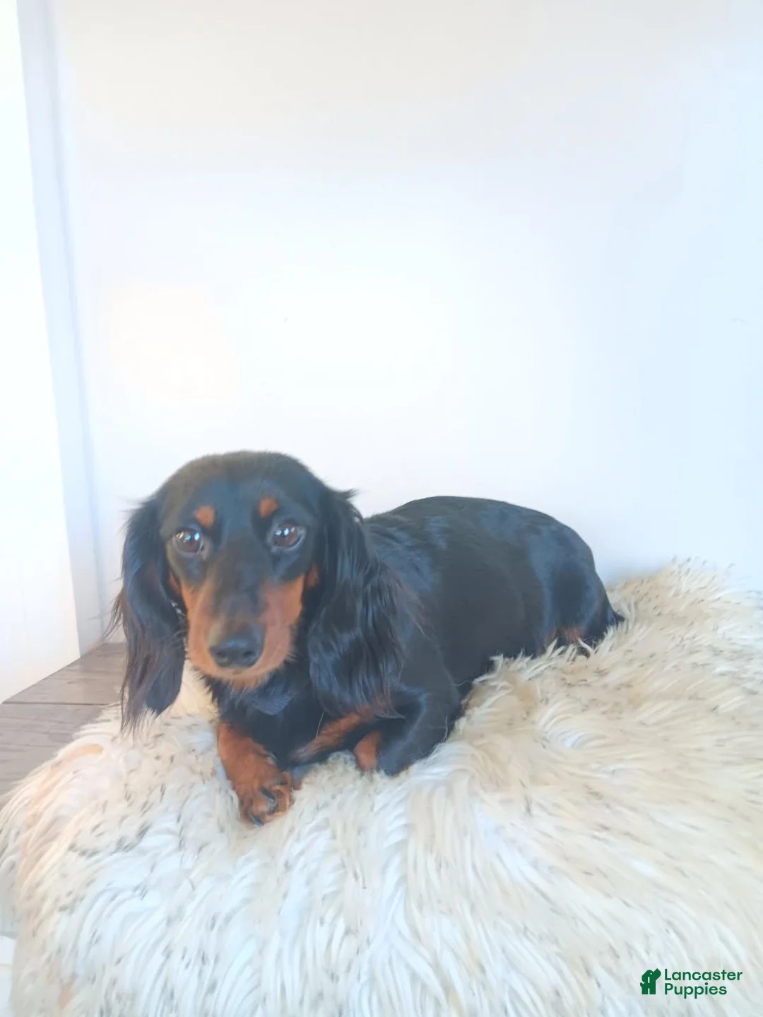 Dachshund dogs for sale: Willow - Ad 2