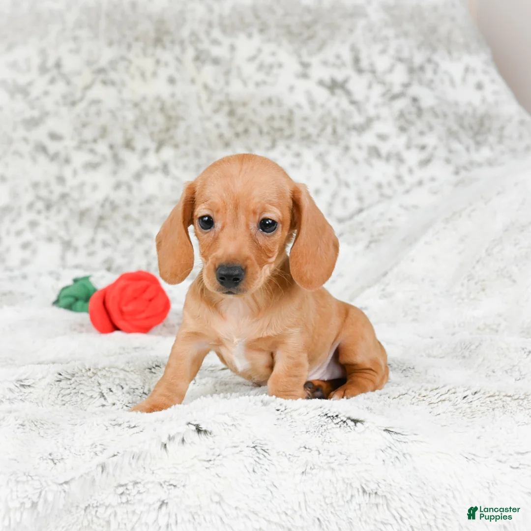 Miniature Dachshund dogs for sale: Carmen - Ad 4