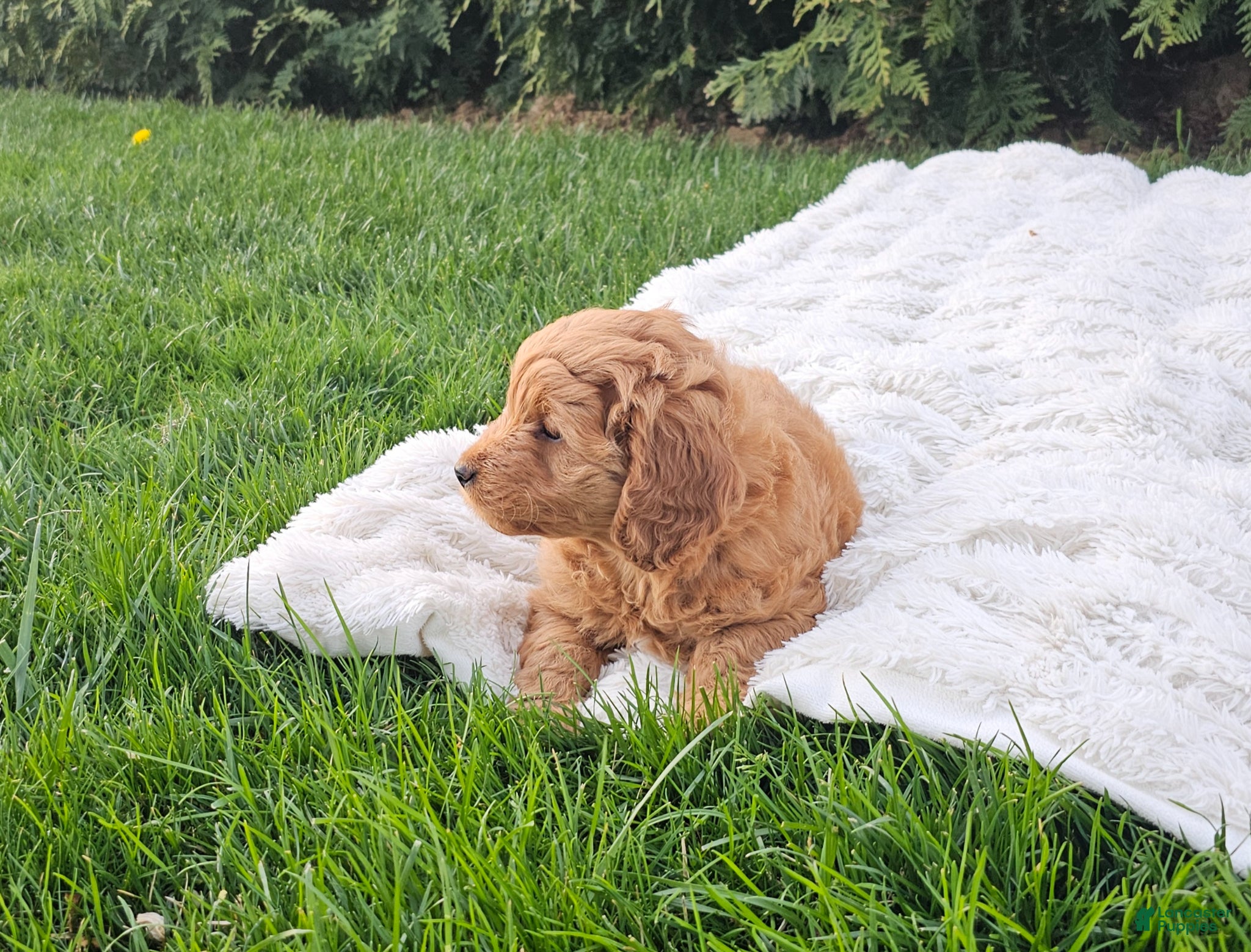 Mini Goldendoodle dogs Mini Goldendoodle Puppy 2 - Ad 2