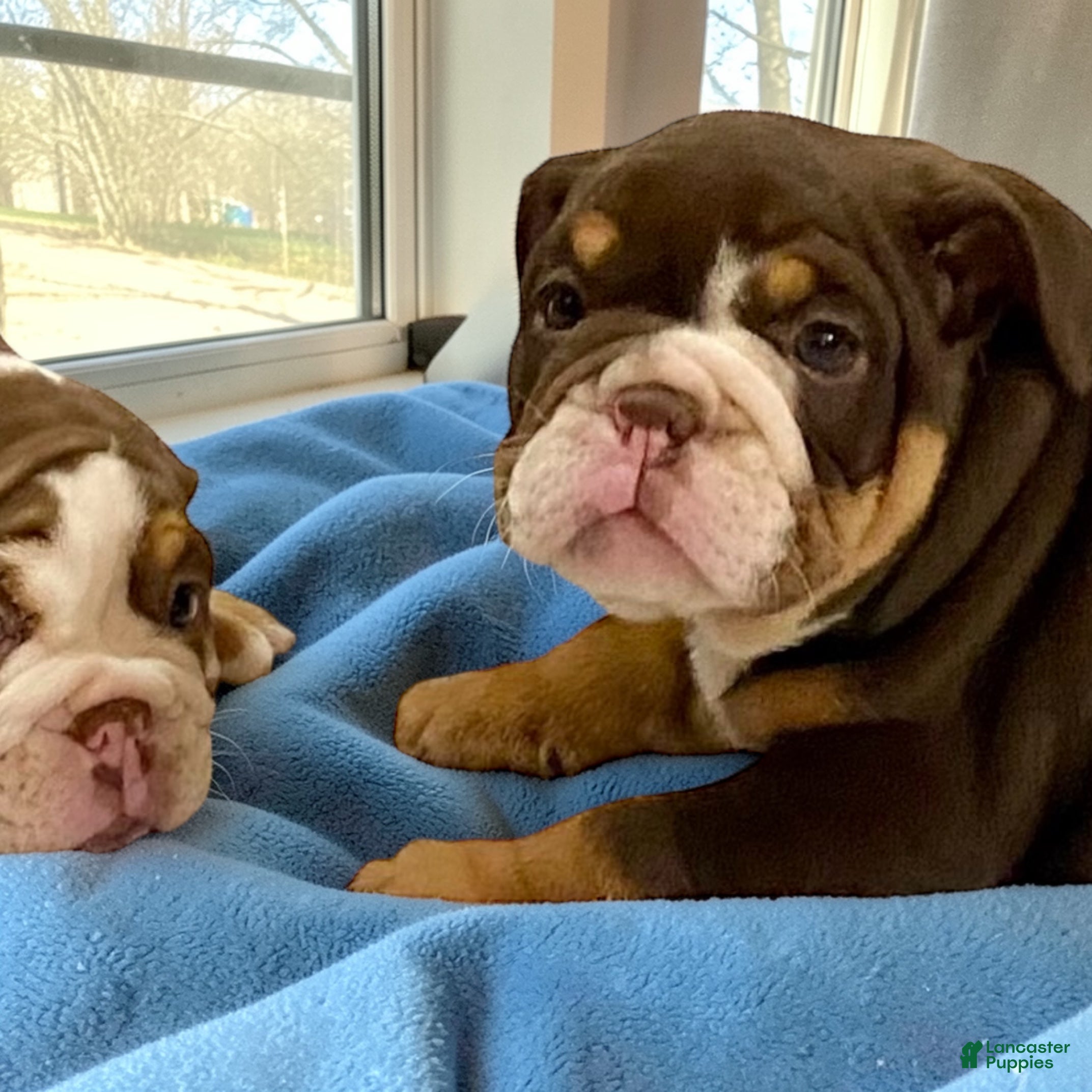 English Bulldog dogs Dozer - Ad 2