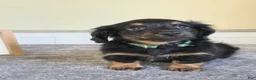 Miniature Dachshund dogs for sale: Chai- AKC - Ad 1