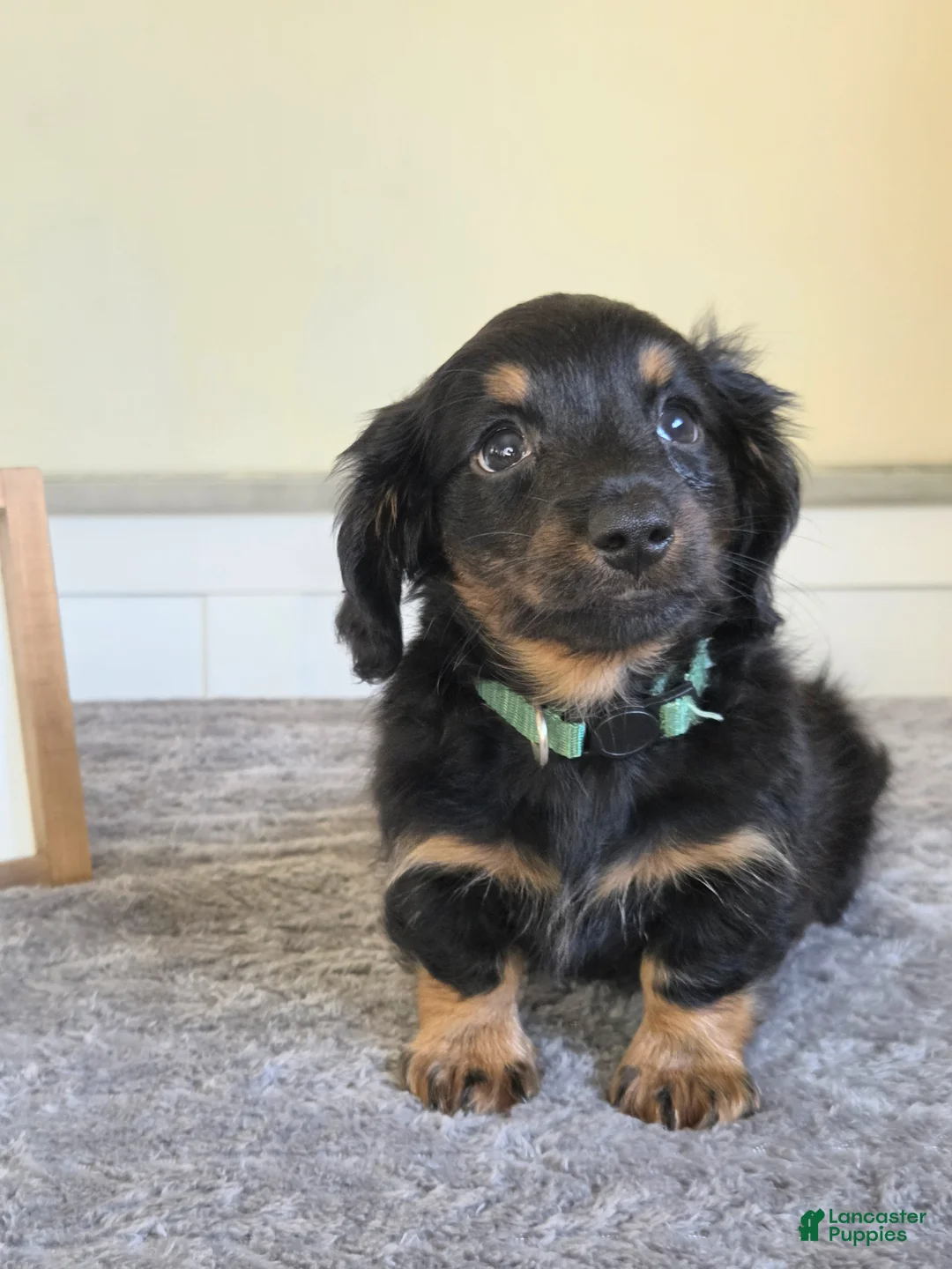 Miniature Dachshund dogs for sale: Chai- AKC - Ad 1