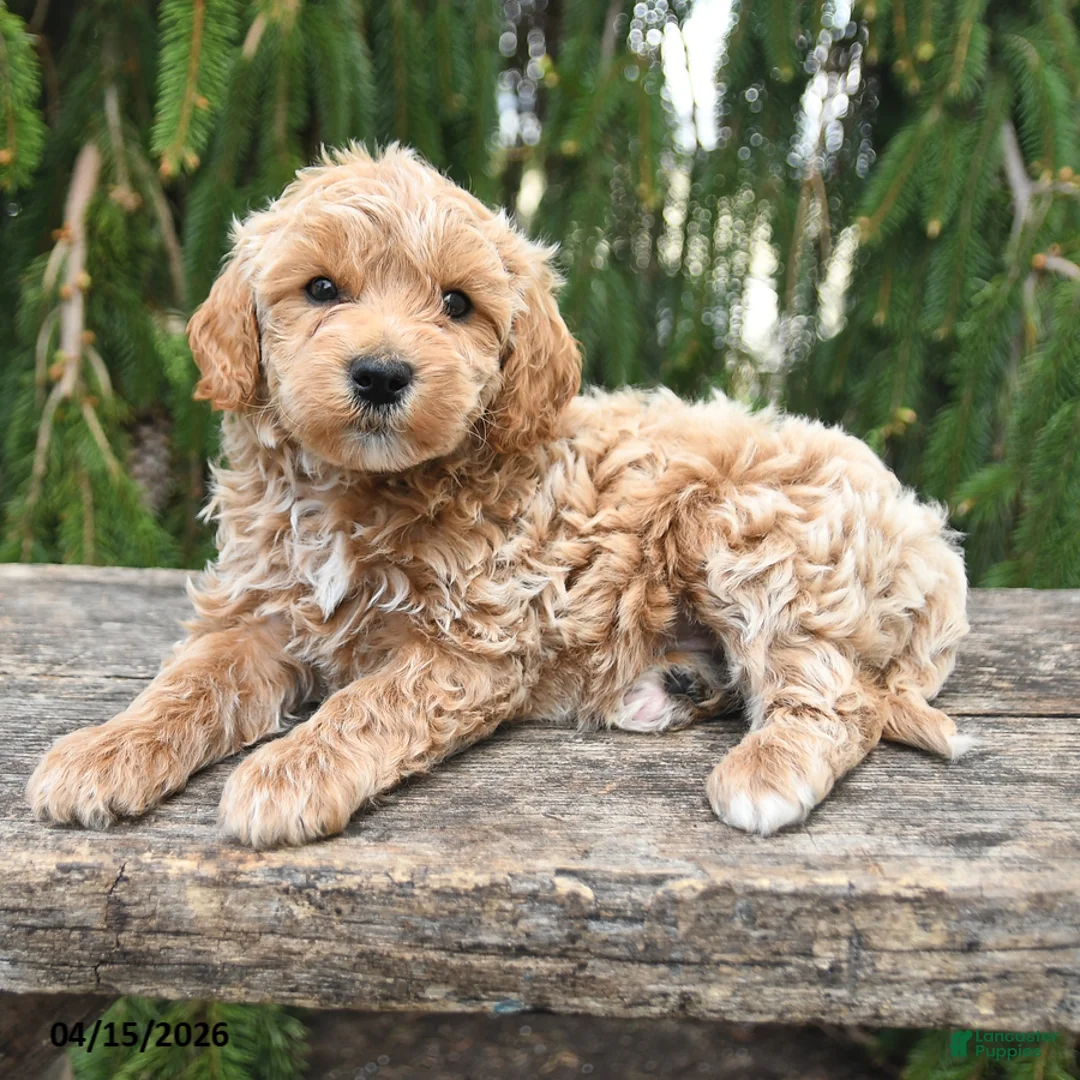 Goldendoodle dogs for sale: Maverick - Ad 2