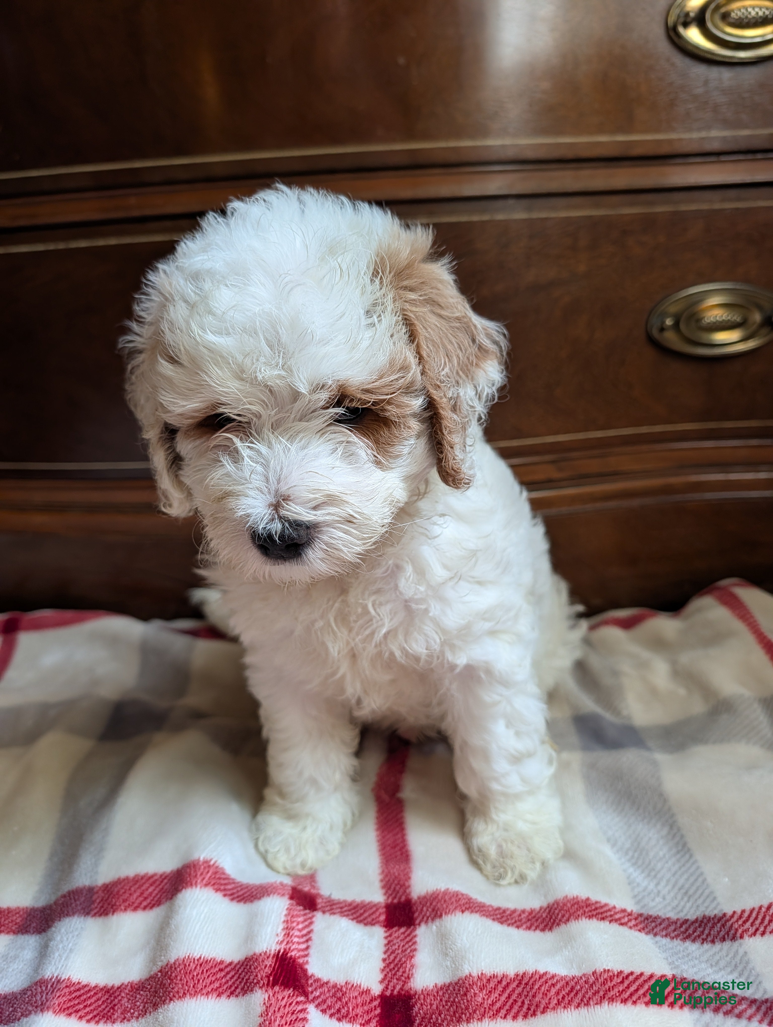 Mini Goldendoodle dogs Carter - Ad 1