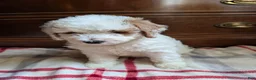 Mini Goldendoodle dogs for sale: Carter - Ad 1