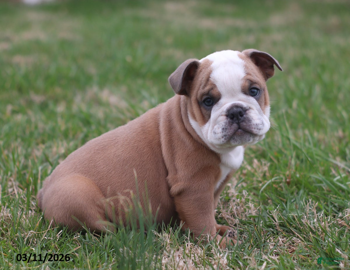 English Bulldog dogs Rex - Ad 1