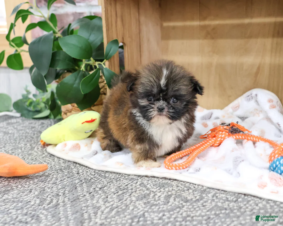 Shih Tzu dogs for sale: Hayes - Ad 2