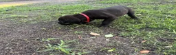 Cane Corso dogs for sale: Cane Corso Puppy 6 - Ad 3