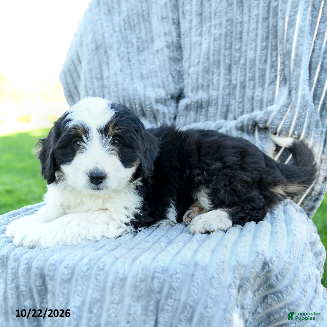 Miniature Australian Shepherd dogs for sale: Molly - Ad 3