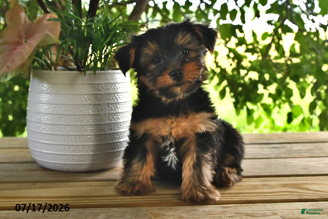 Yorkshire Terrier dogs for sale: Baxter - Ad 1