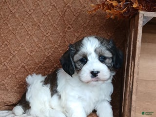 Havanese dogs - Ad 26