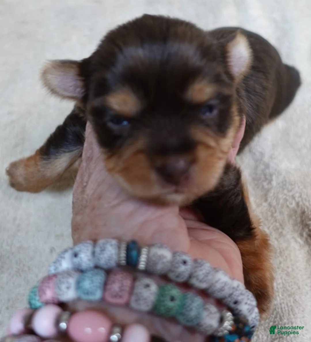 Yorkshire Terrier dogs for sale: Chocolate Meadow - Ad 1