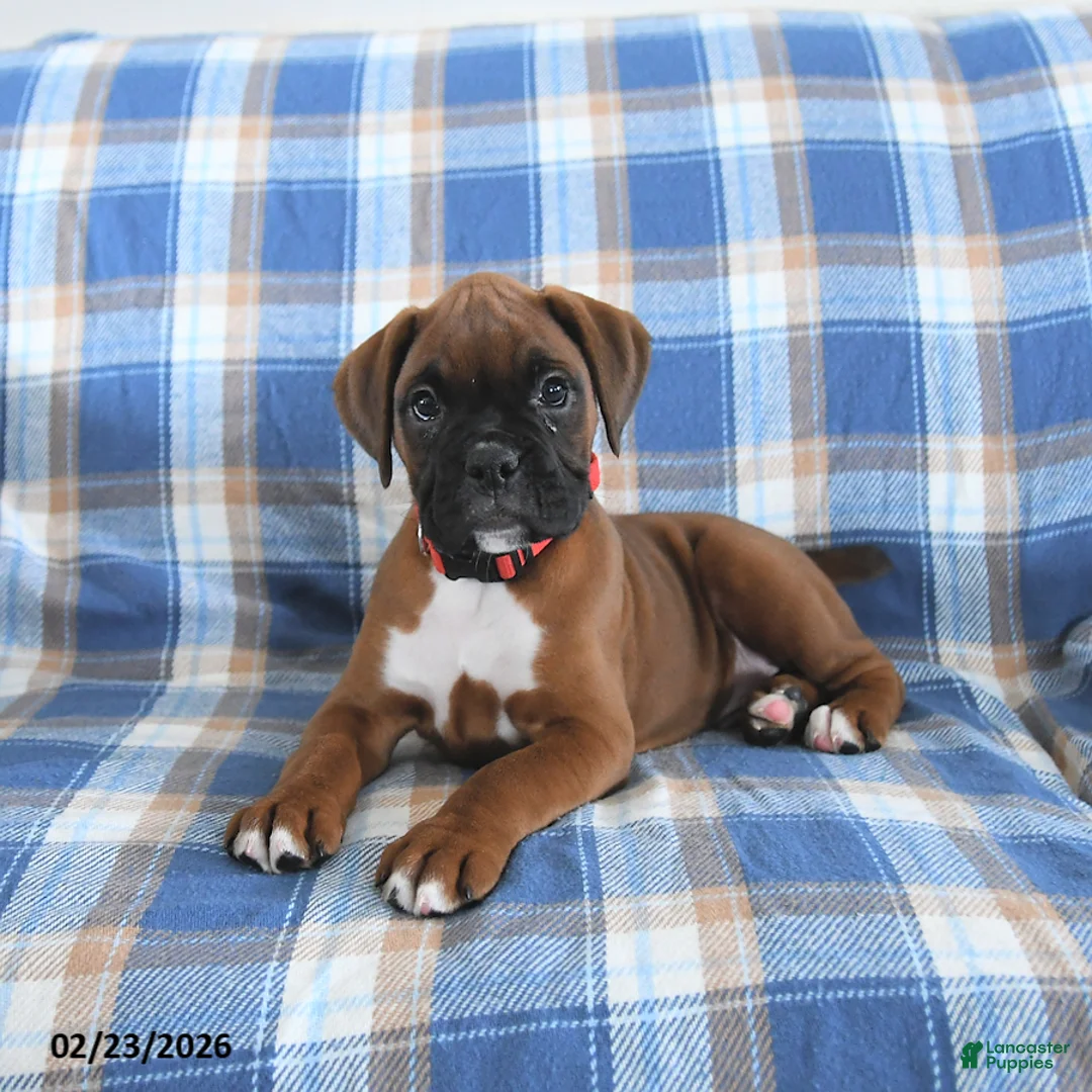 Boxer dogs for sale: Cherokee - Ad 4