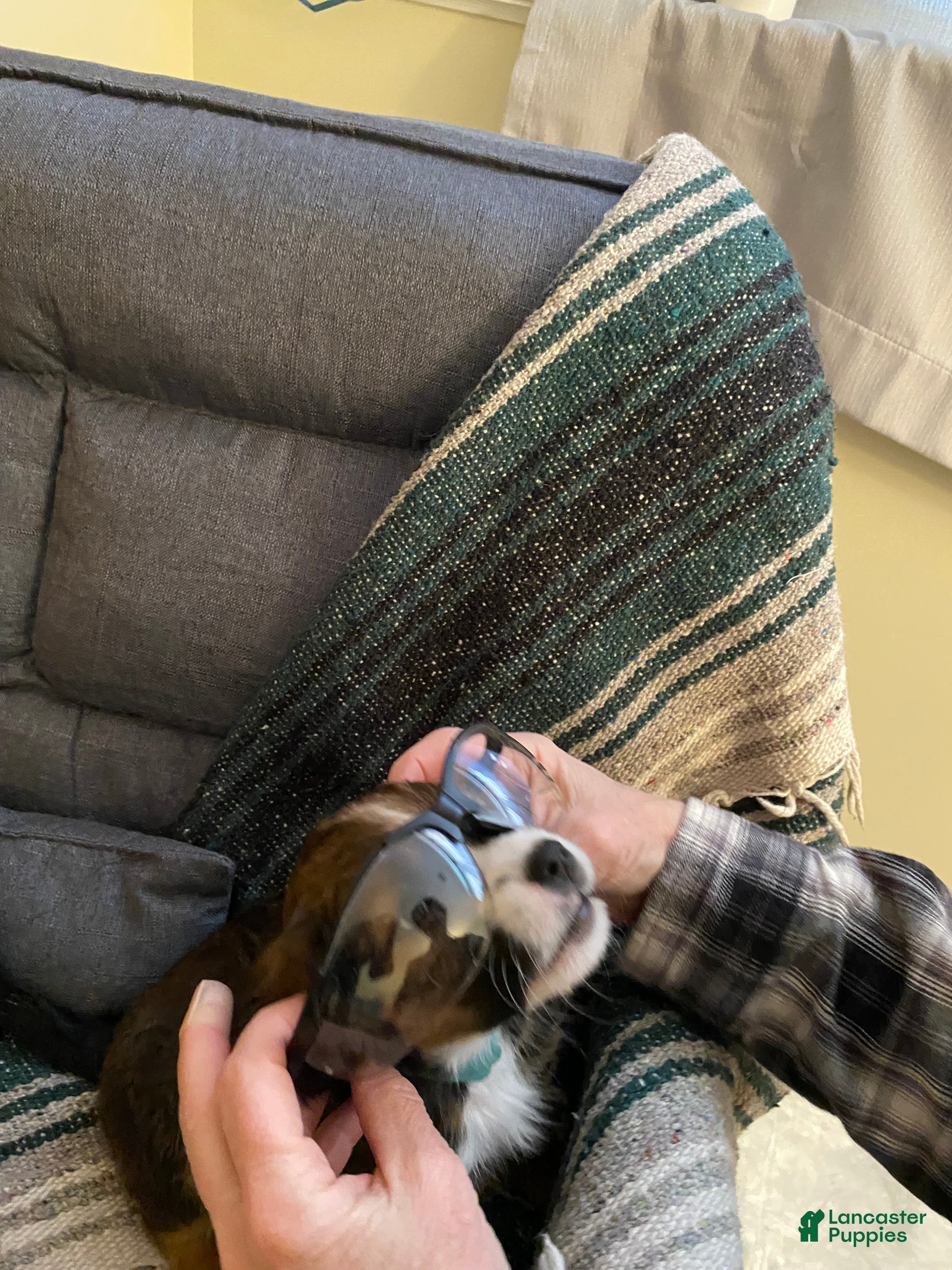 Bernedoodle dogs Penelope  - Ad 2