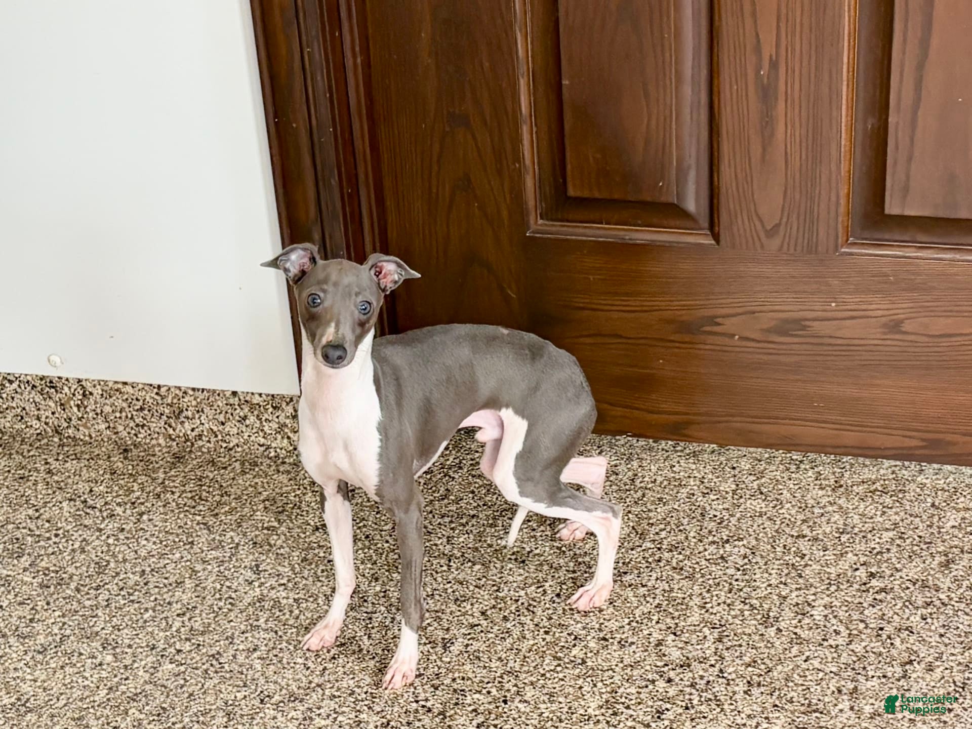 Italian Greyhound dogs Clayton - Ad 15