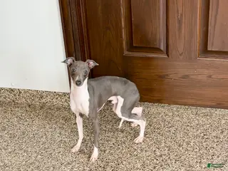 Italian Greyhound dogs Clayton - Ad 10