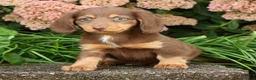 Miniature Dachshund dogs for sale: Dawna - Ad 3