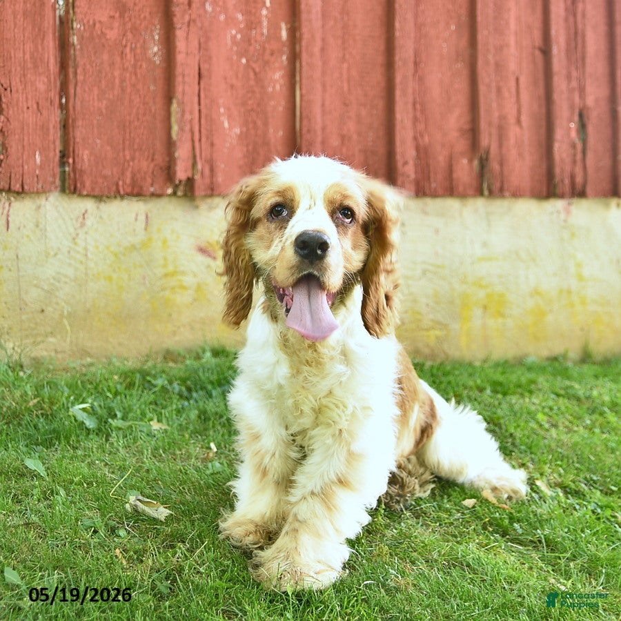 Cocker Spaniel dogs Murphy - Ad 1